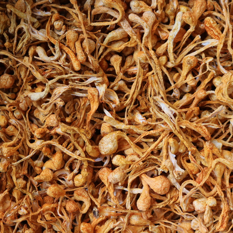 虫草花 孢子头 排草虫草花 新会虫草花批发货源 一德路一手货