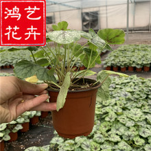 矾根耐寒草花花卉北方宿根草花地被植物花海品种青州矾根