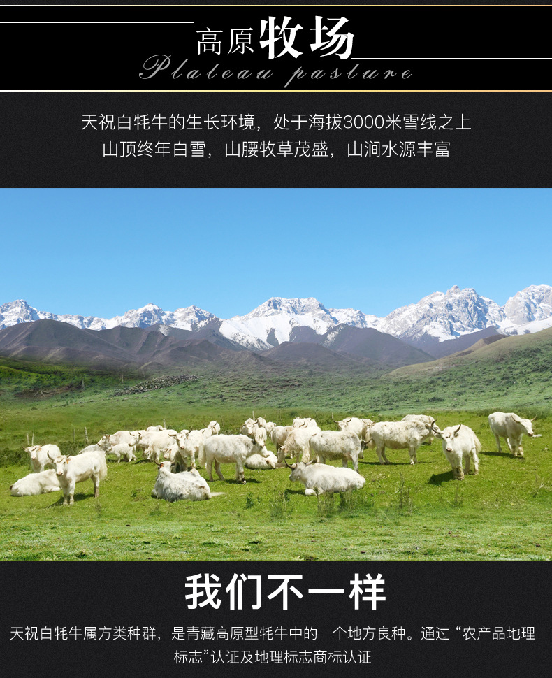 生鲜天祝白牦牛腱子肉甘味农特产品一件代发工厂批发甘肃特产4斤