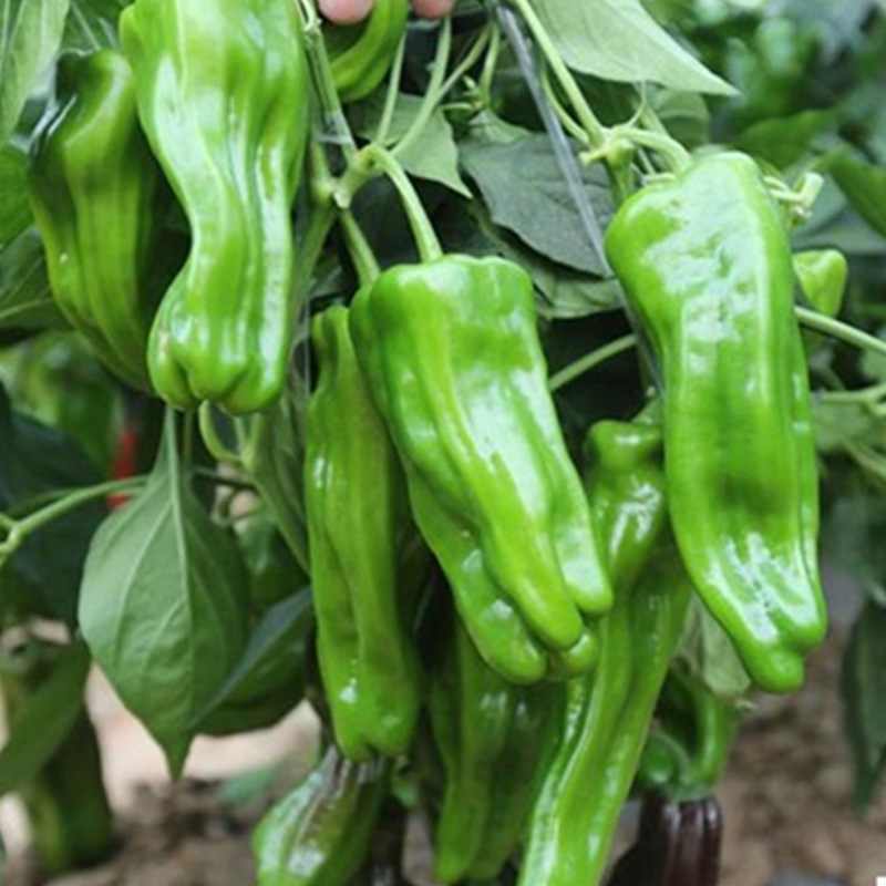 薄皮辣椒种子长灯笼泡椒籽四季蔬菜籽虎皮皱皮微辣型早熟蔬菜种孑