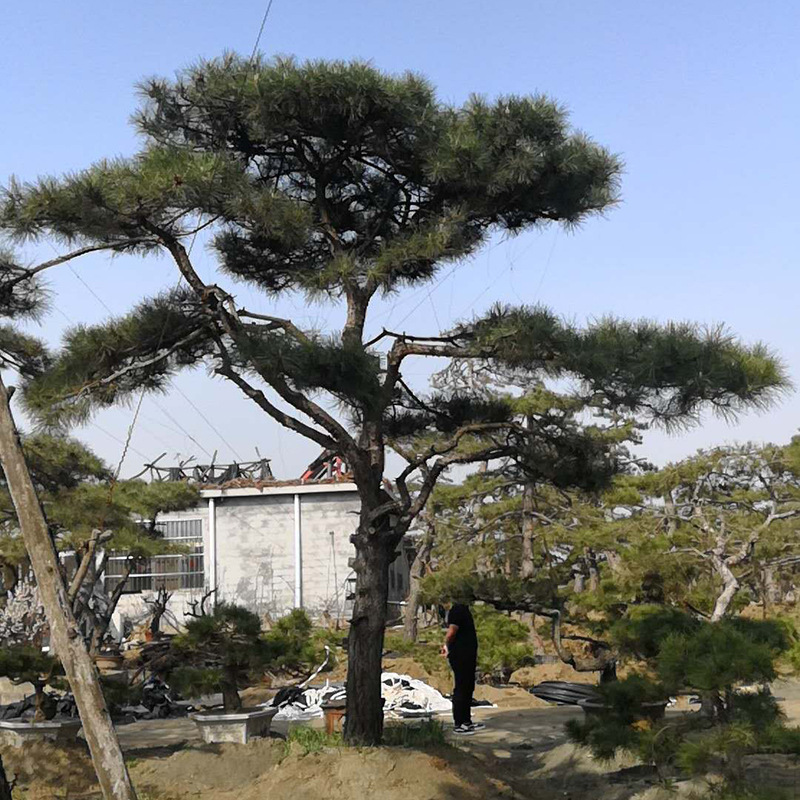 出售造型景松树造型黑松发河南郑州造型景观松树