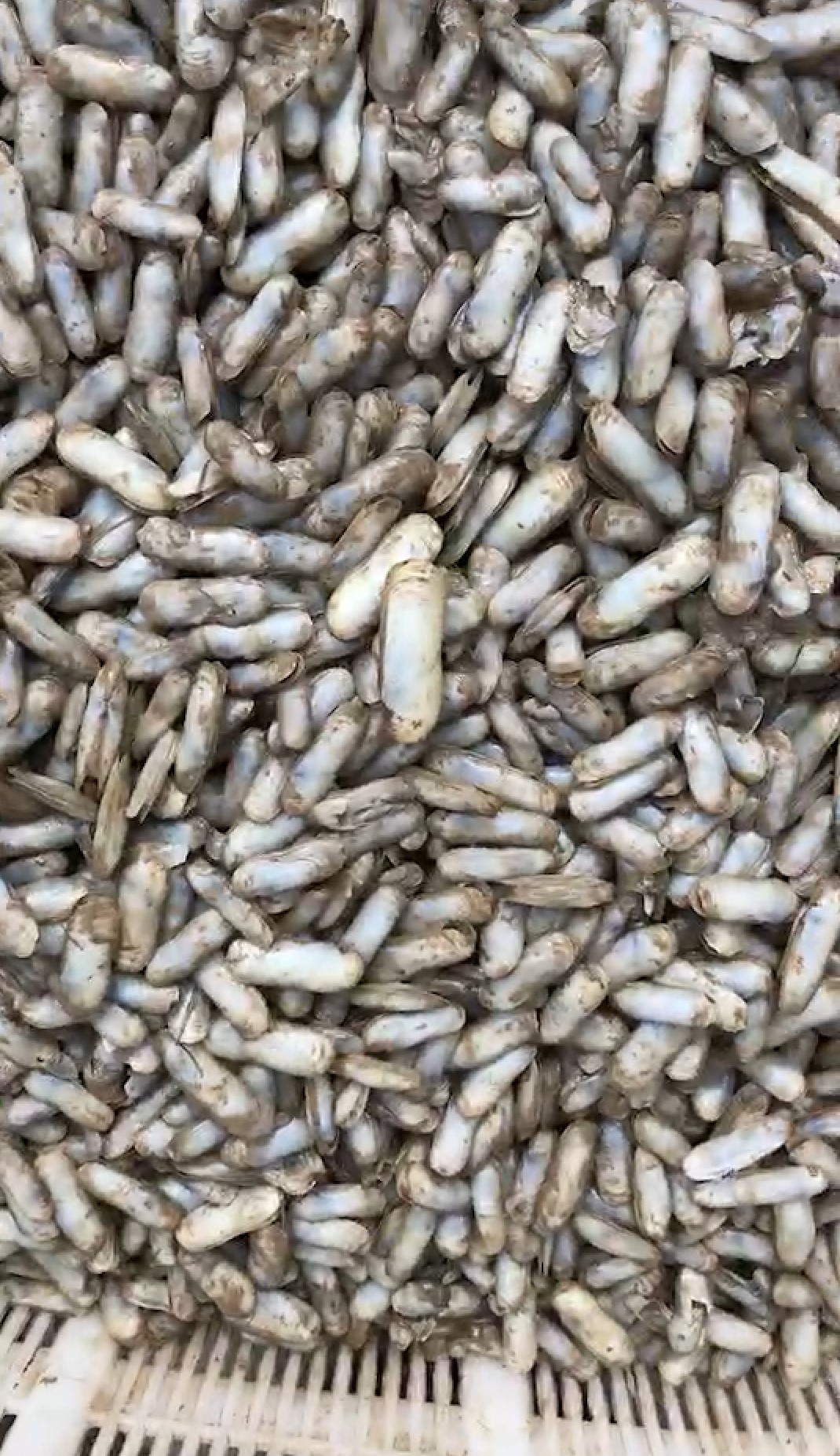 野生蛏子苗 蛏苗原产地批发