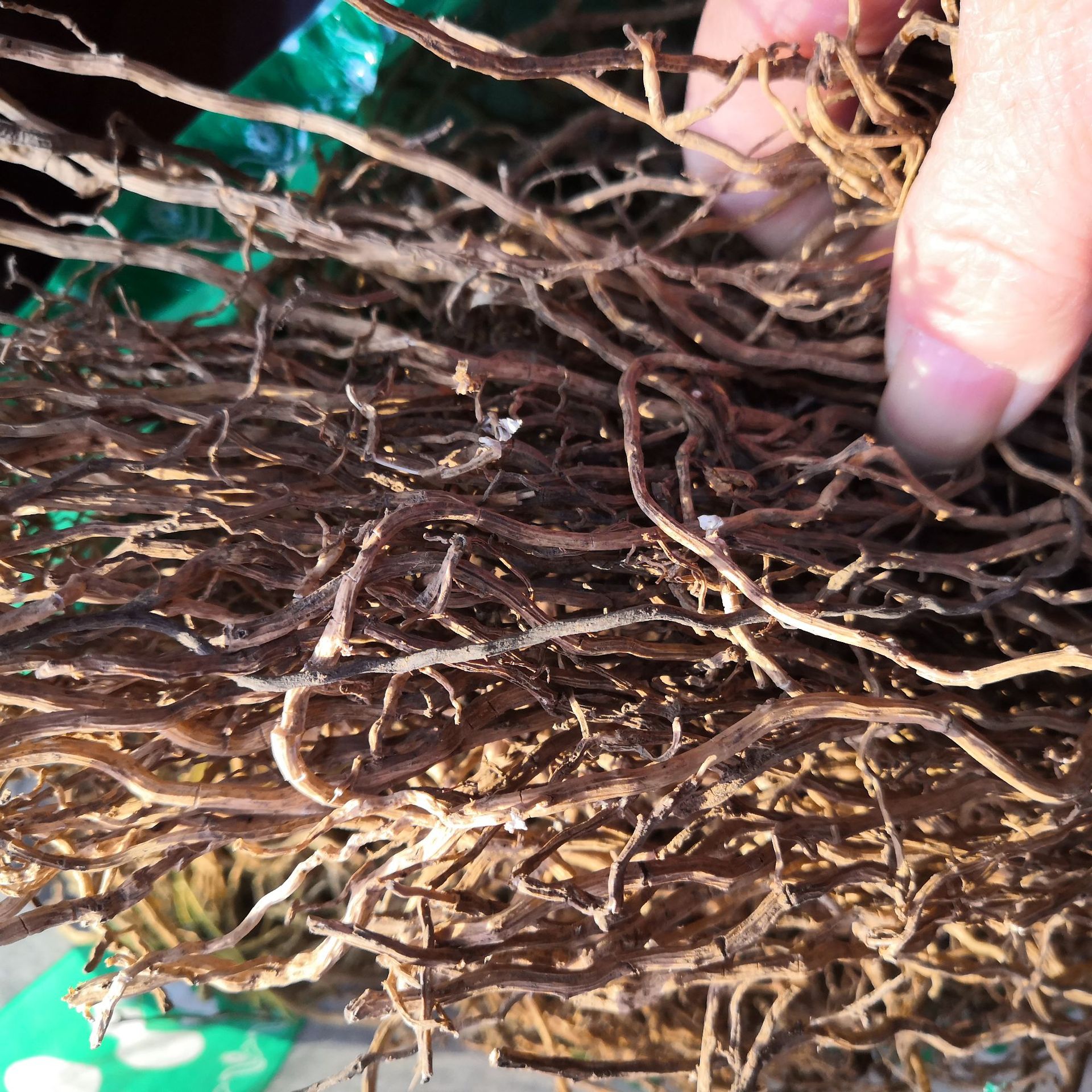 牛尾菜批发 中药材牛尾菜 牛尾蕨 马尾伸筋 七层楼 金刚豆藤 草