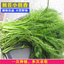 茴香种子小茴香菜种籽阳台四季菜种盆栽菜大蔬菜菜籽回香蔬菜种孑