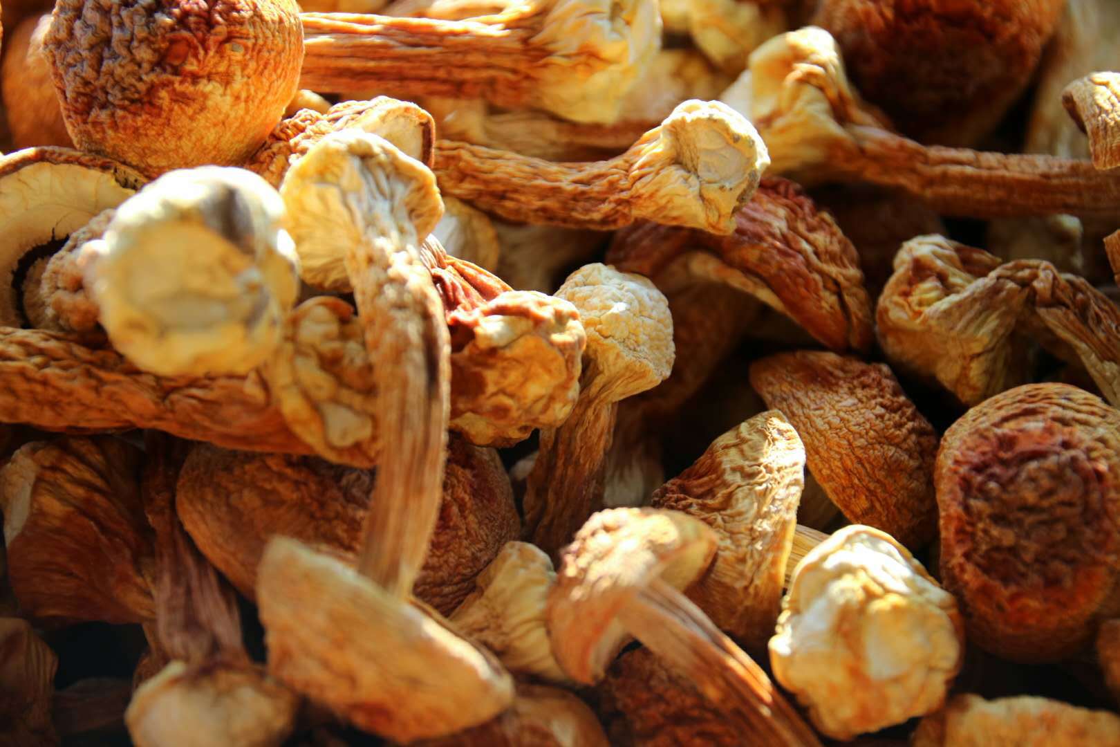 云南野生姬松茸干货巴西蘑菇食用菌批发零售500g无硫新货可代发