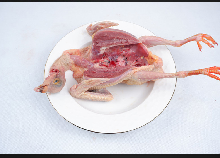 现杀生态乳鸽鸽子肉新鲜散养鸽子4只包邮坏单包赔