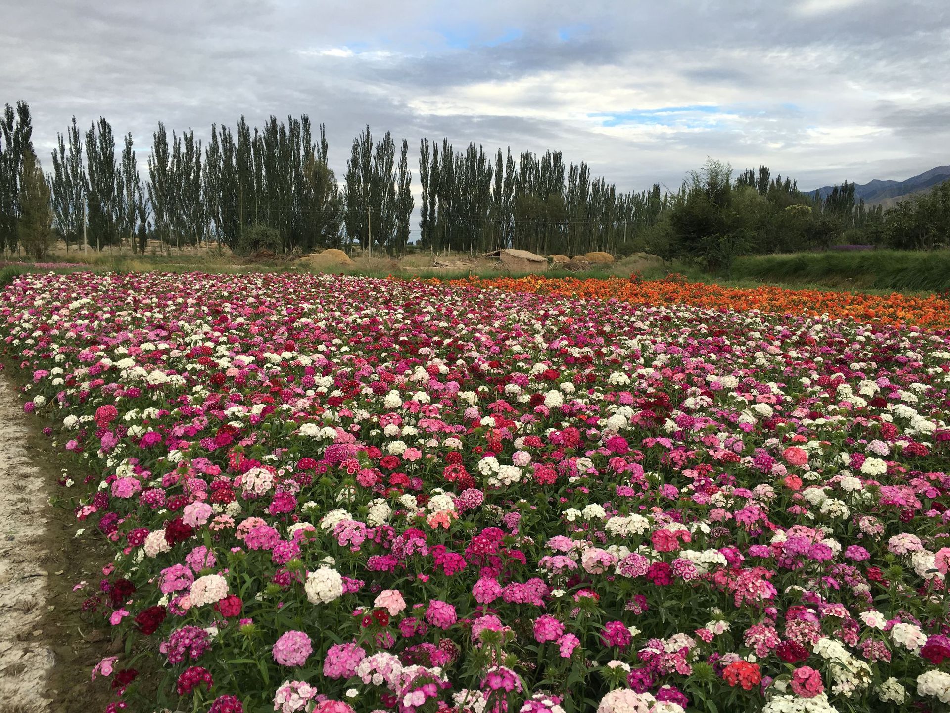 厂家批发花卉种子五彩石竹种籽常夏石竹景观绿化花海草花品种齐全-阿
