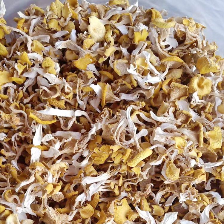 云南特产食用菌 鸡油菌 人工鸡油黄 榆黄菇 黄丝菌 供应酒店500克