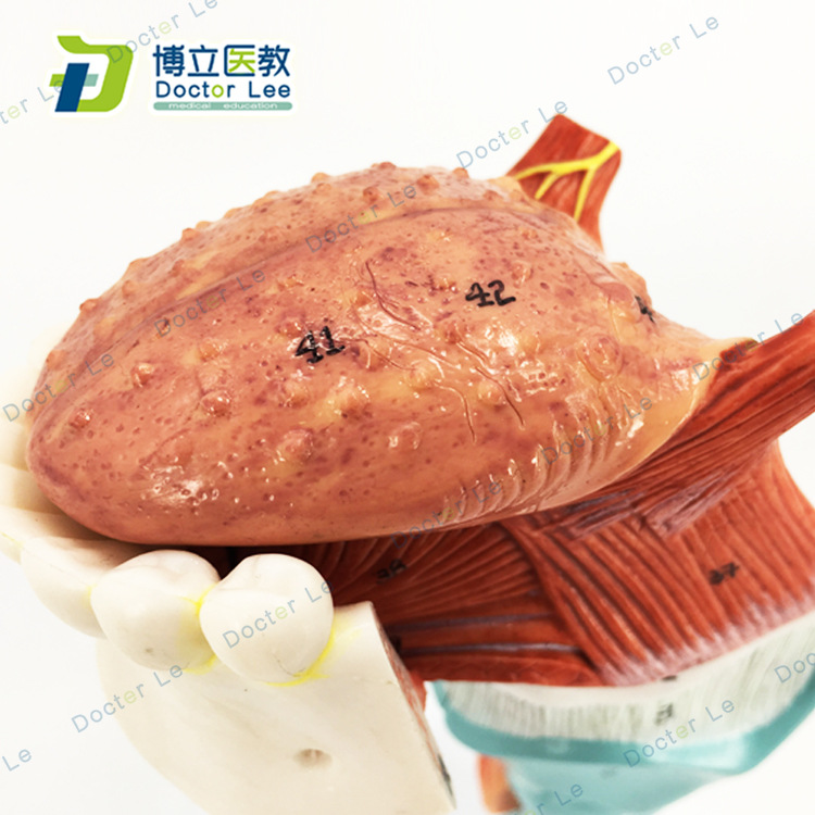 舌人体喉舌牙模型咽喉解剖头模型甲状腺模型医用器官喉带舌头模型