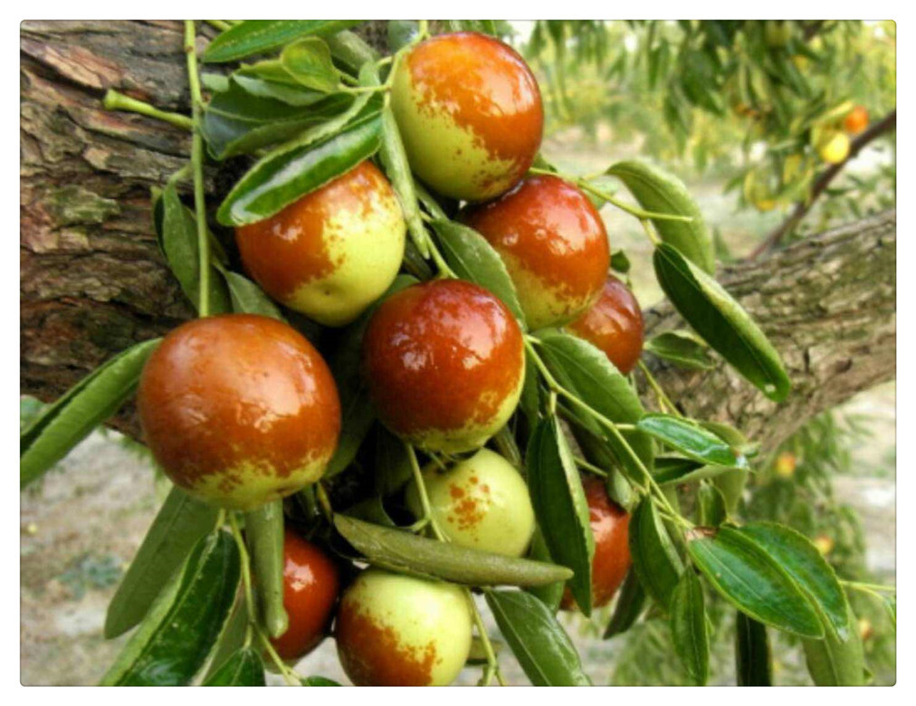 批发国光大枣苗红枣树苗嫁接果树苗丰产易成活