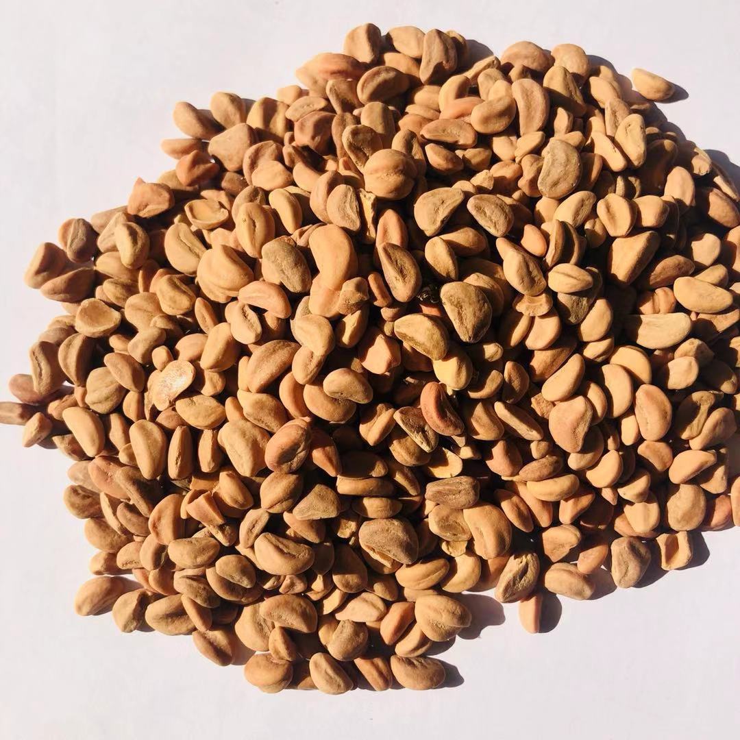 水洗山楂籽 山楂子 汽车坐垫枕头填充物 干净新货 量大从优