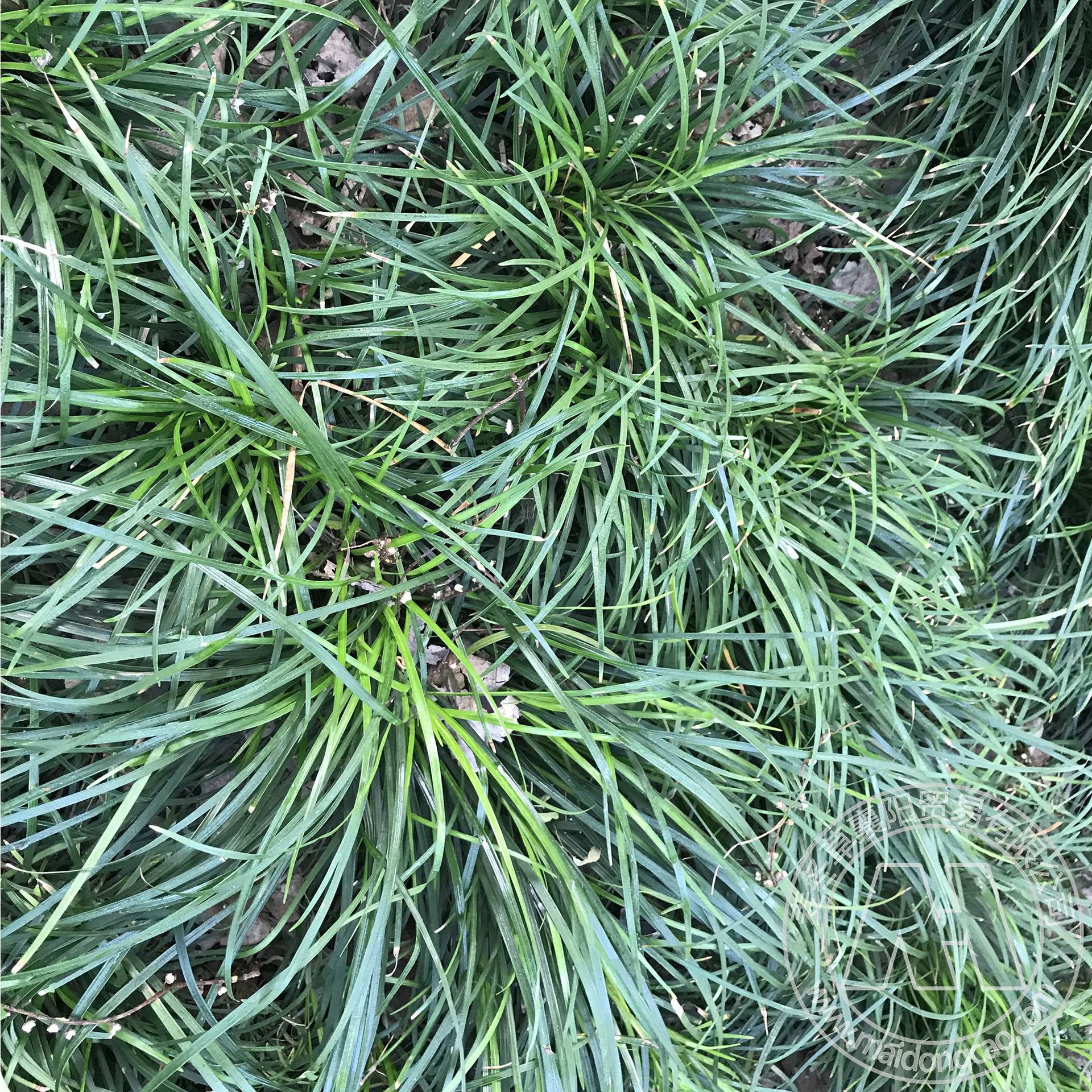 江苏沭阳 无土 细叶麦冬草 书带草 自产自销 产地直销 量大价优