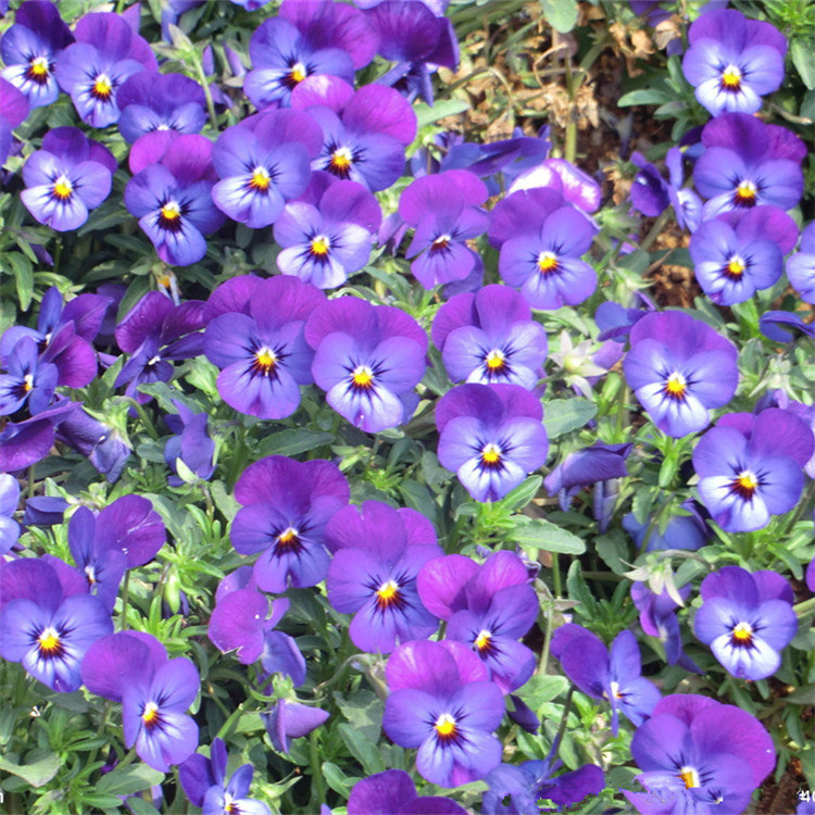 角堇 三色堇供应优质冬季不怕冻草花角瑾 花色全 量大从优-阿里巴巴