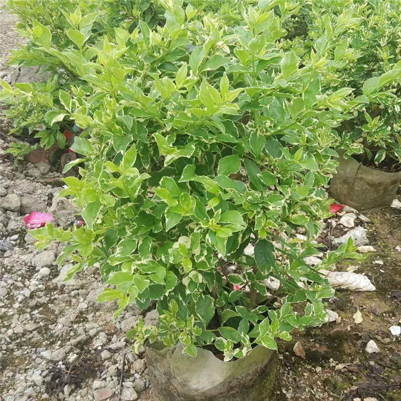 灌木袋苗花叶连翘球高50-60cm 基地发货 多种规格 品种多