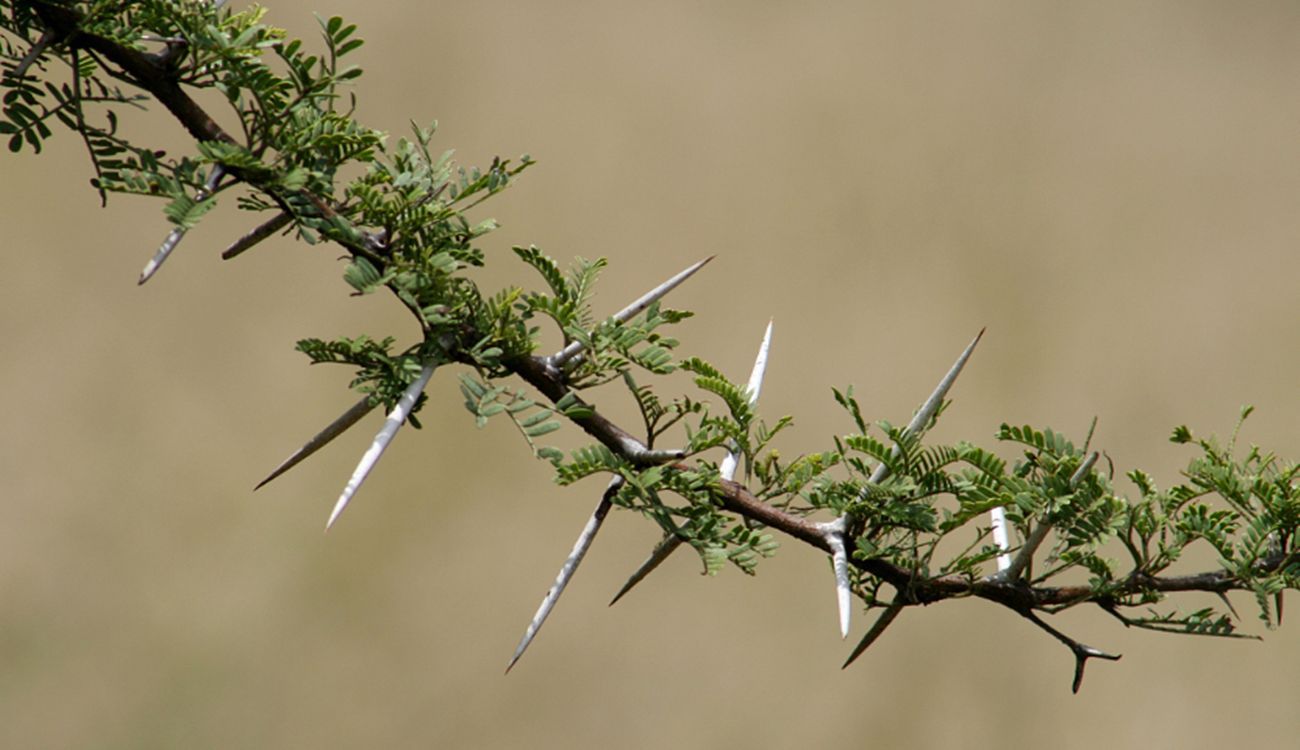 苦刺花种子白刺花种子地枣 酸胖 白茨籽沙漠樱桃种子批发