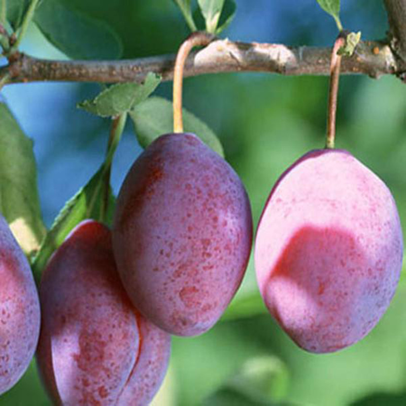 现挖现卖3公分风味皇后李子苗 供应抗旱抗寒味馨李子苗