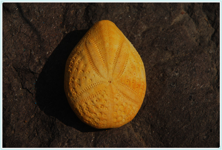 彩色海胆壳天然海螺贝壳橱窗设计装饰diy墙贴 婚庆创意标本收藏品