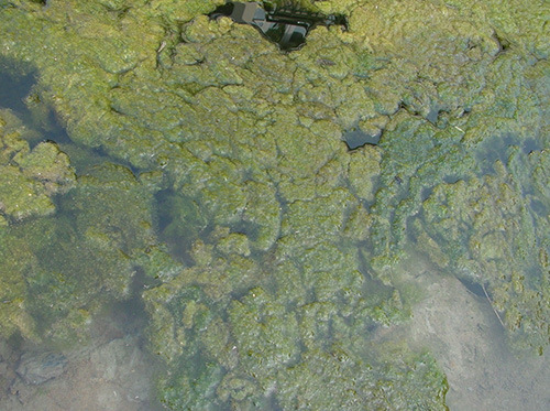 杀菌灭藻剂的定义:   杀菌灭藻剂是一种能够抑制水中小球藻,水绵等