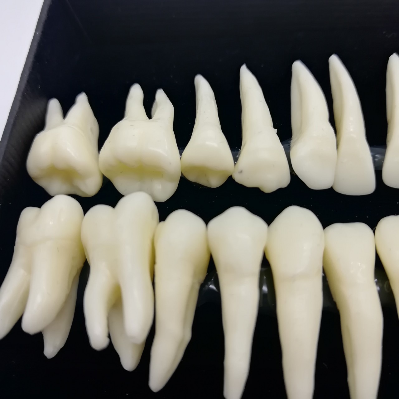 牙科28颗恒牙模型 带牙根仿真离体牙模型 牙齿模型单色解剖模具-阿里
