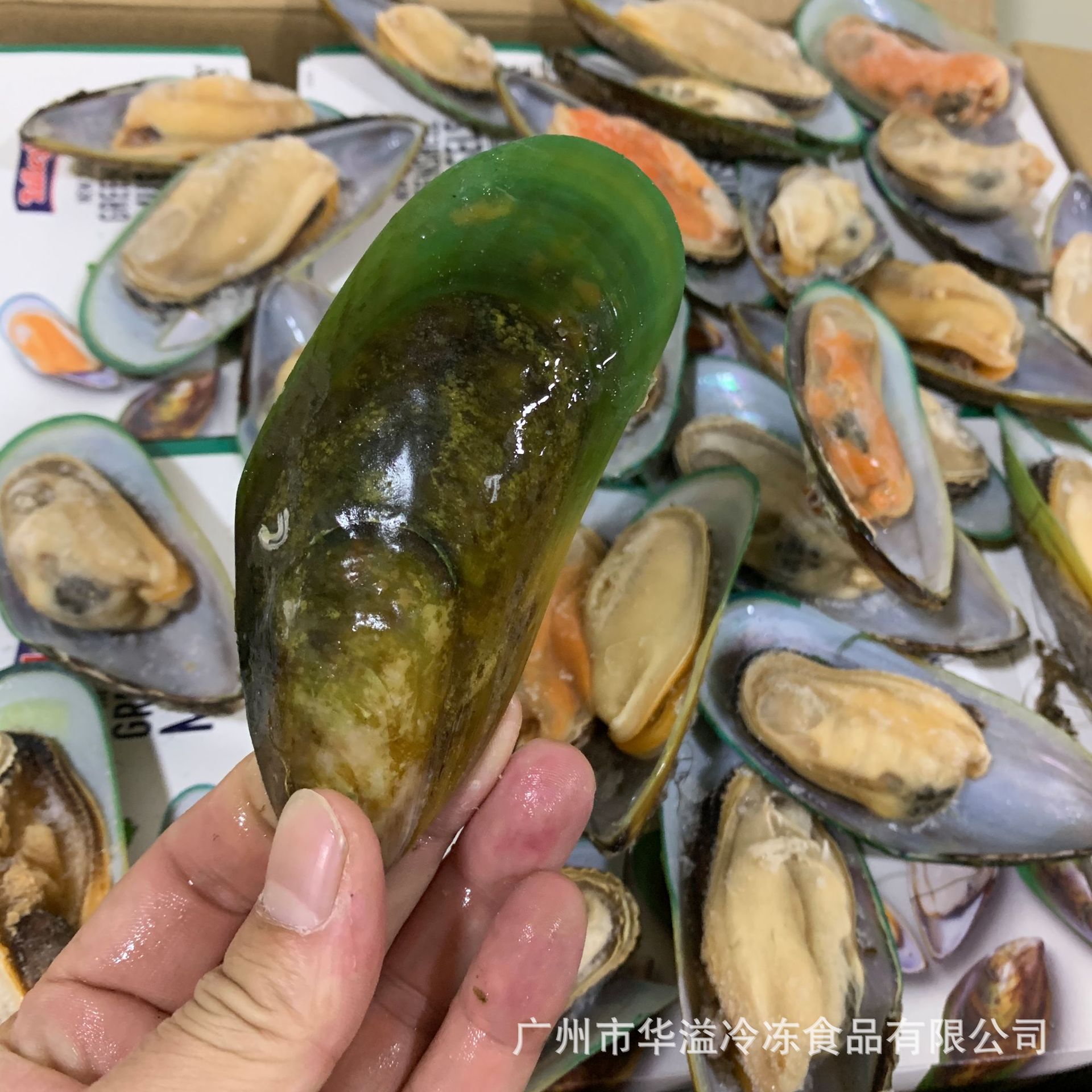 泰利青口贝 12盒/箱 广州批发新西兰半壳青口贝 冷冻胎贝
