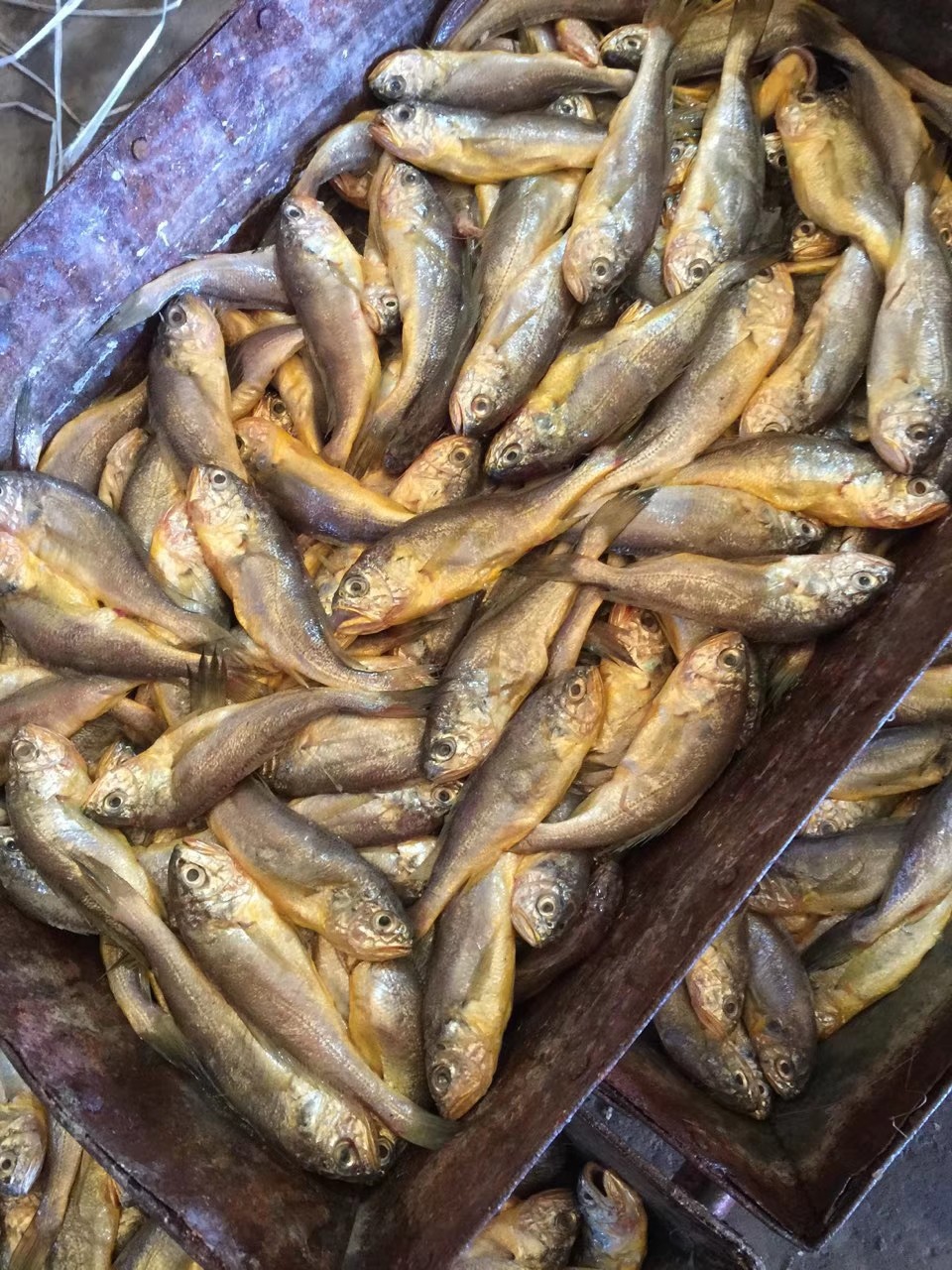 厂家直销批发舟山东海野生小黄花鱼