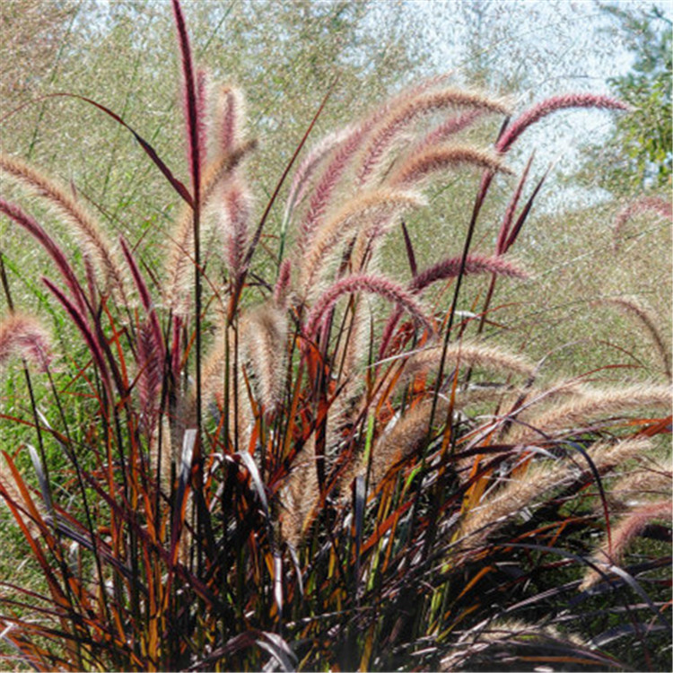 观赏狼尾草 多年生紫叶狼尾草 小兔子狼尾草 紫叶狼尾草 品种齐全