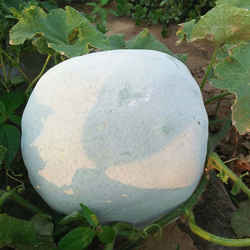 一串铃粉皮小冬瓜种子蔬菜种子扁圆形新鲜庭院种子冬瓜瓜果蔬菜