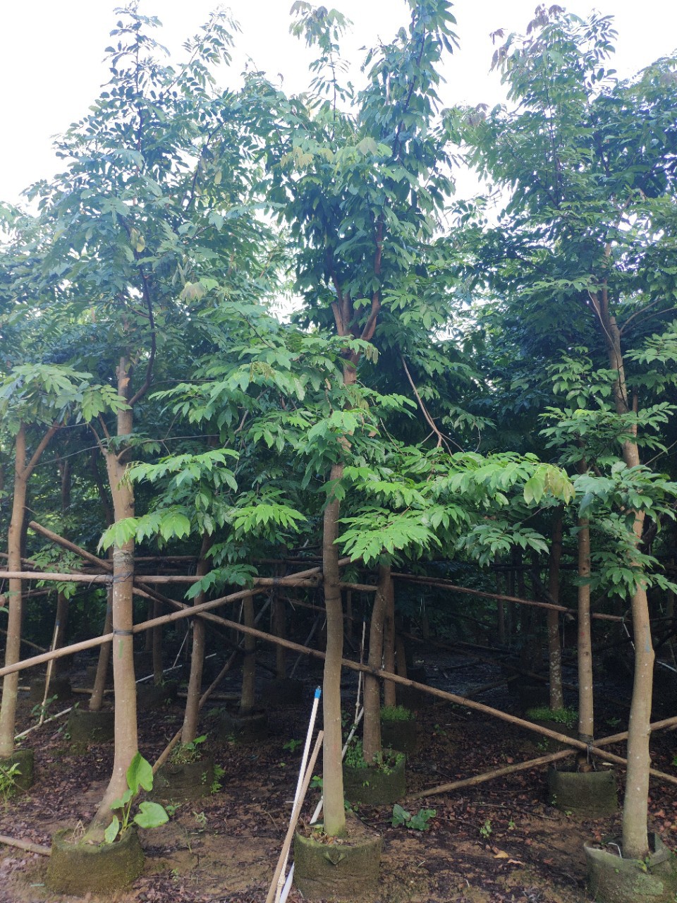 907基地供应 仪花 8-12cm袋苗 市政工程绿化树 开花乔木