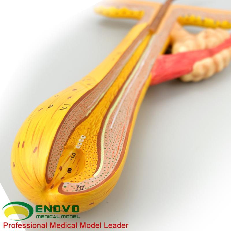 enovo颐诺毛发毛囊头发解剖结构模型 化妆美容美发教学培训头发