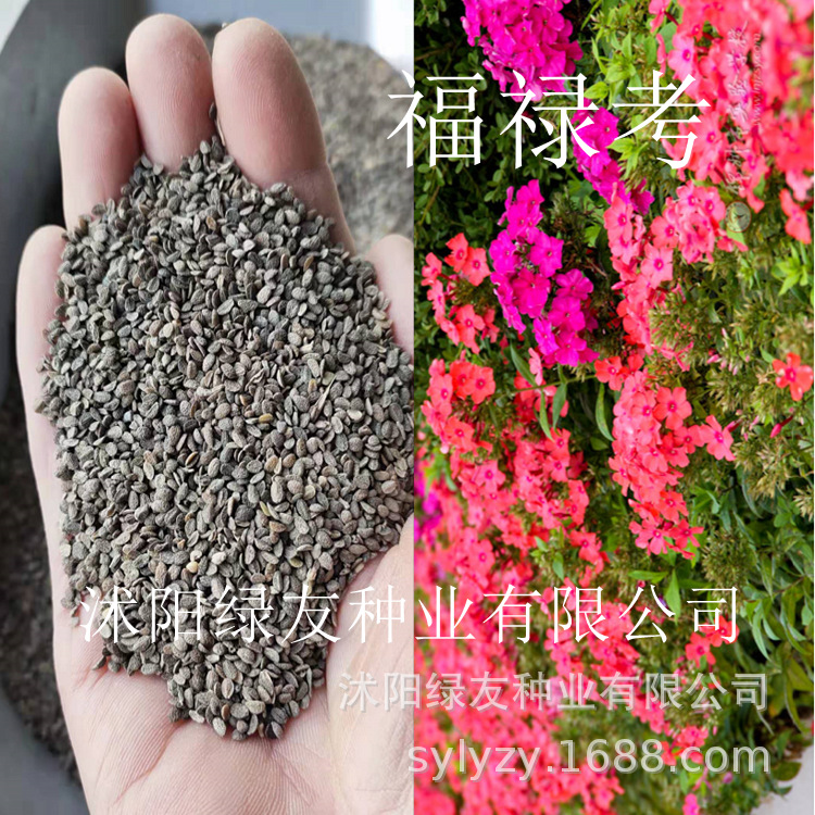 批发观赏草花籽 福禄考种子 福禄考