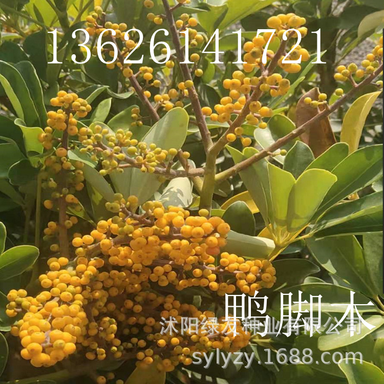 出售 鸭脚木种子 鸭脚木 别名:鹅掌柴,吉祥树