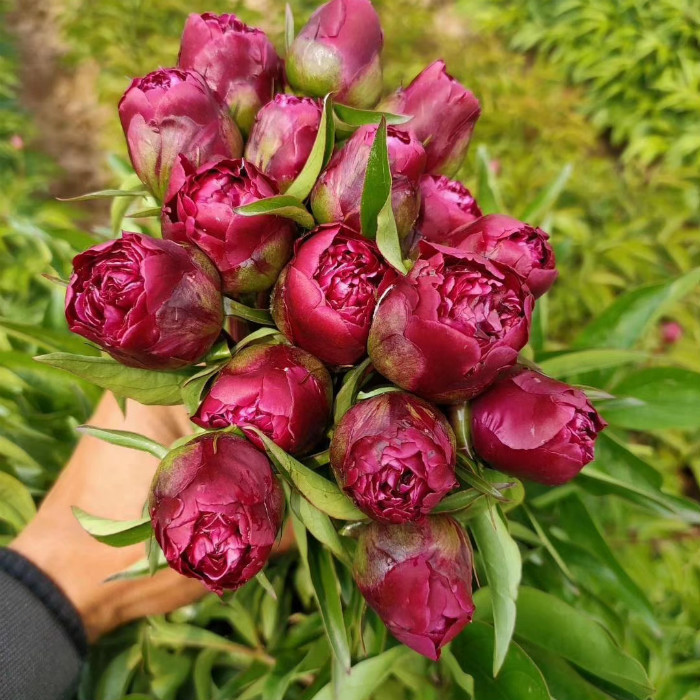 荷兰进口芍药 盆栽红色魅力 伊藤巴茨拉 珊瑚日落 奶油婉当年开花