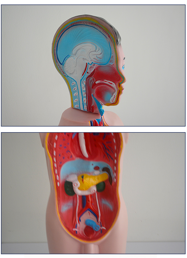 厂家供应少年人体半身模型(65cm), 塑料pvc制作生物模型