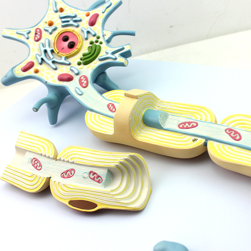 放大版医学神经元模型神经纤维结构放大模型 医学大脑解神经科