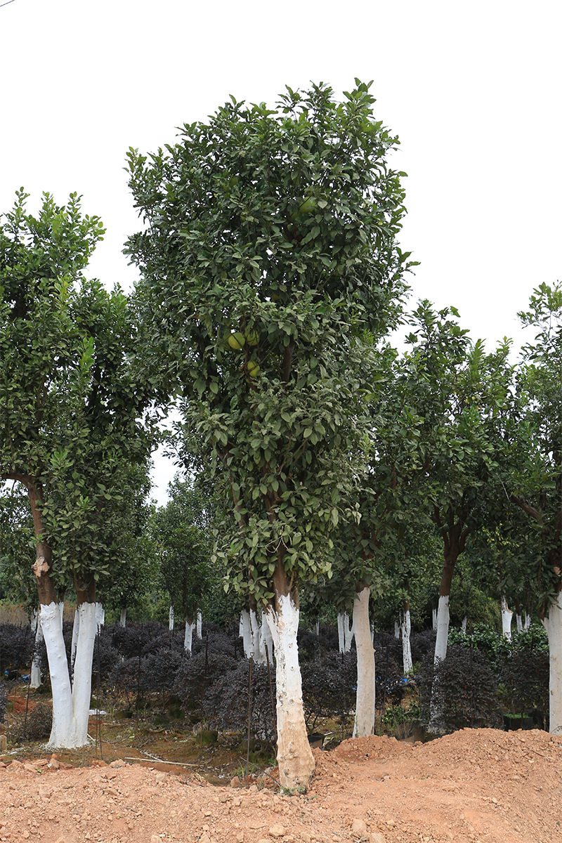 学振苗圃柚子树园林绿化丛生香柚庭院景观工程常绿乔木基地直销