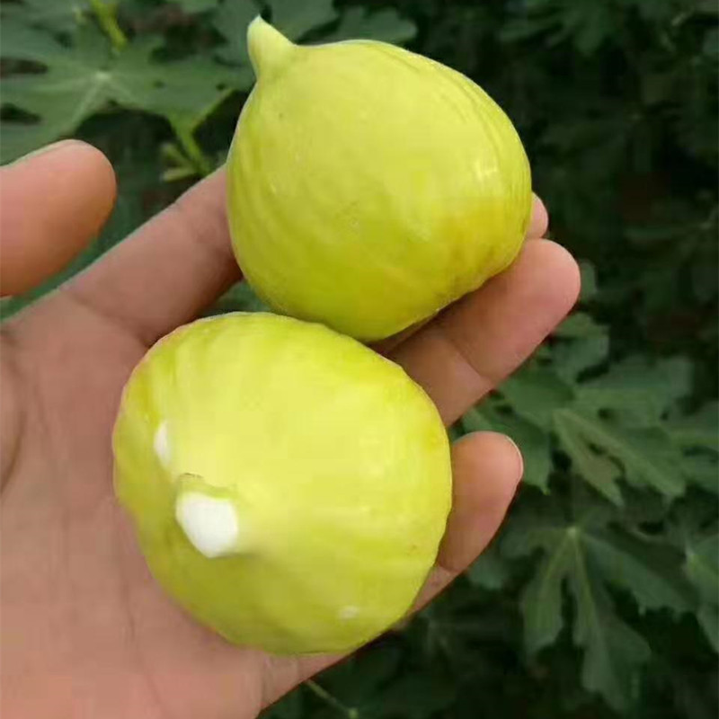 出售金傲芬无花果苗 2年盆栽地栽无花果苗 基地直发包邮