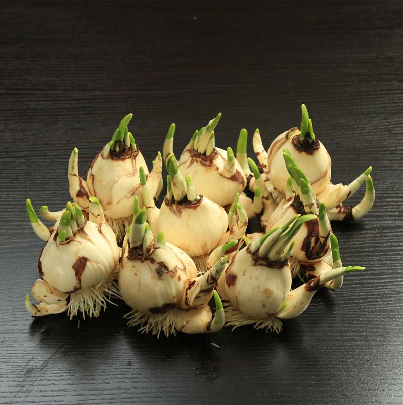 当年新上市水仙花种球,国产水仙球,漳州水仙!