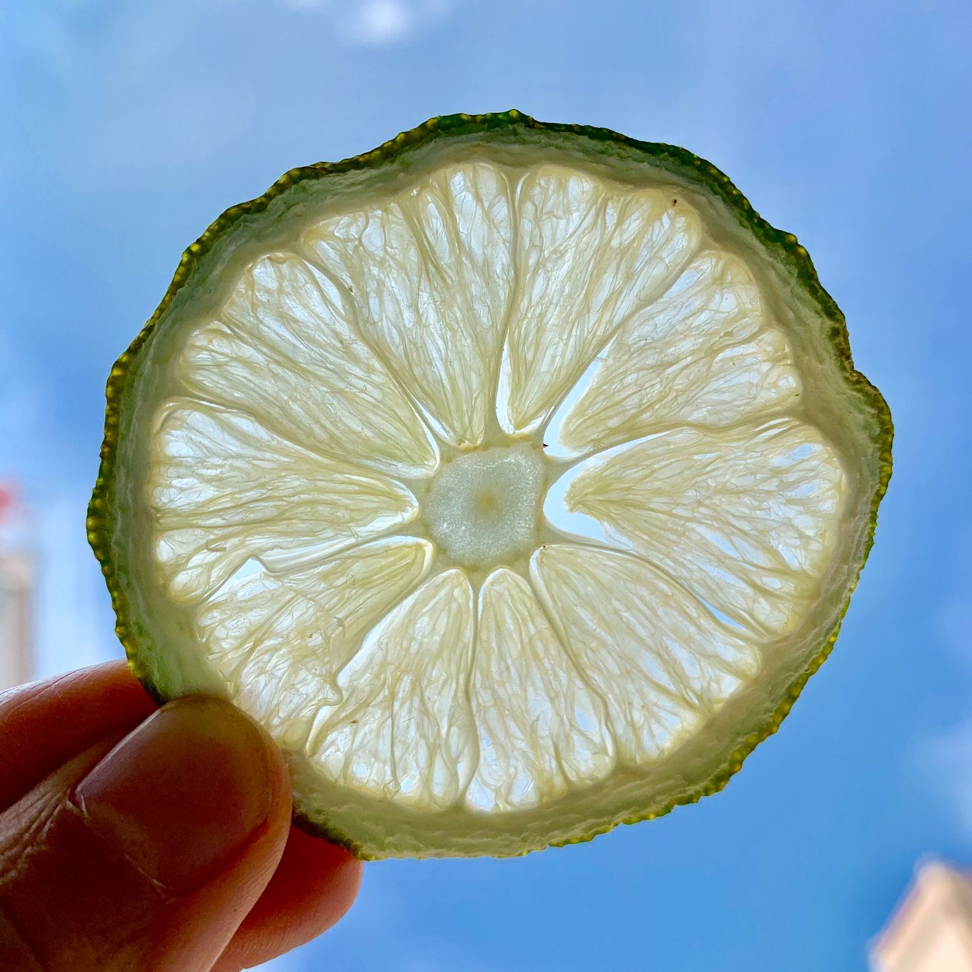 博柠柠檬干500g泡水无籽香水柠檬片烘干去皮即食泡茶柠檬茶