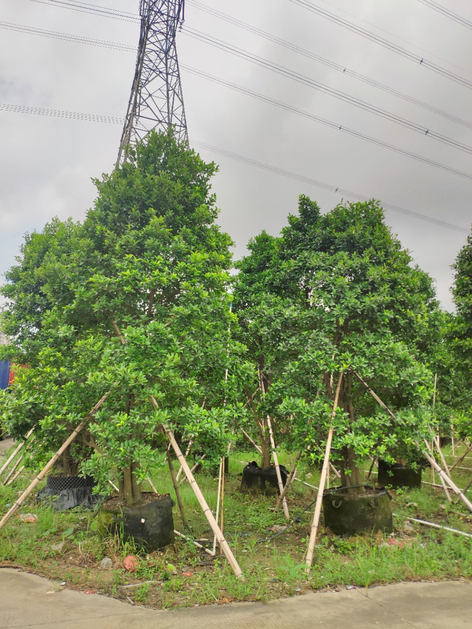 908供应 多杆 丛生和顺树 3-4米高袋苗 容器苗 四季常青 基地直销-阿