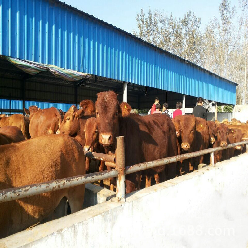 黄牛犊价格种公 牛3-4个月大小的 鲁西黄牛肉牛犊土黄牛品种-阿里巴巴