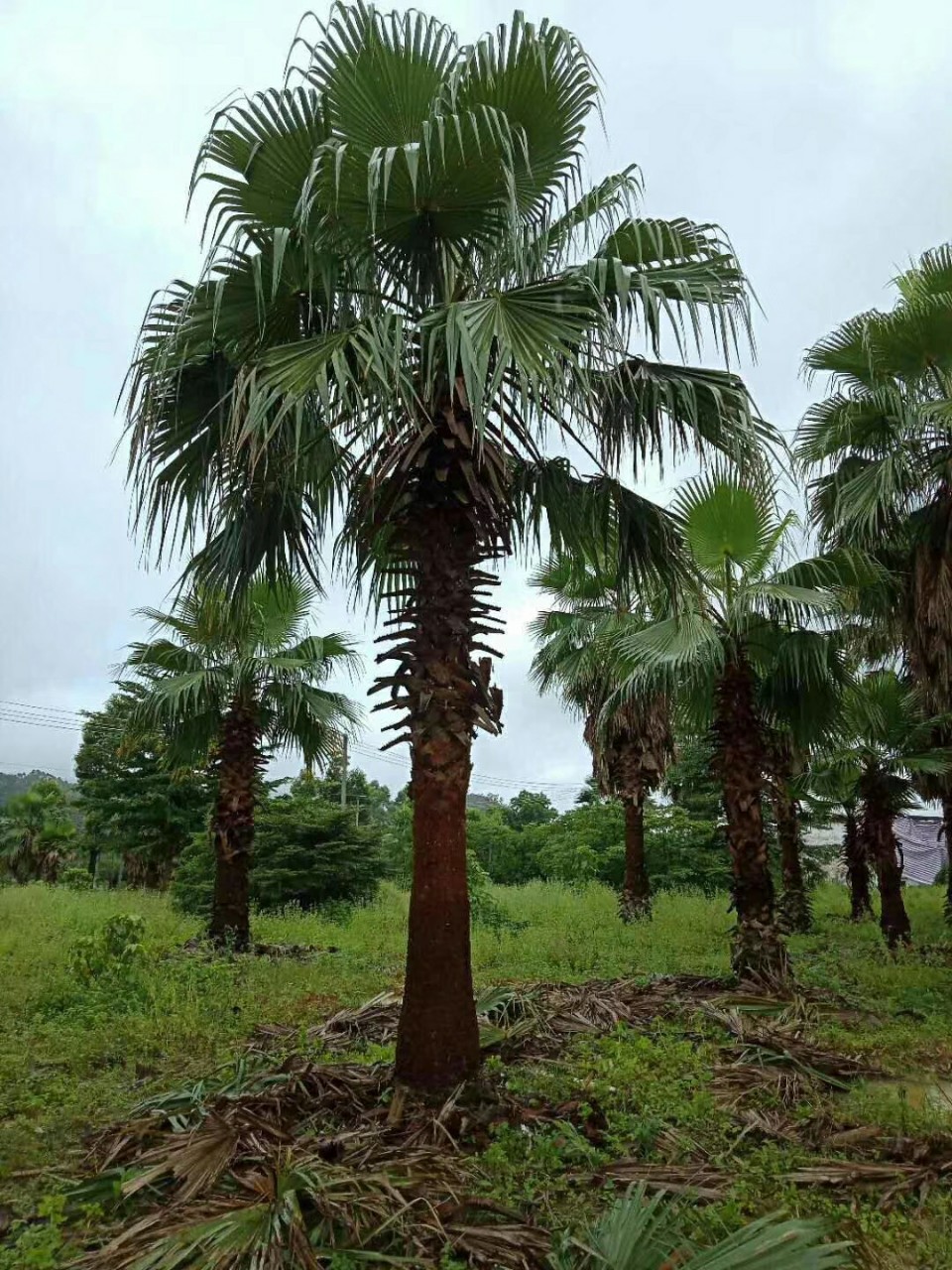 908供应 老人葵 华盛顿葵 华棕 4-7米杆高地苗 市政苗 基地直销