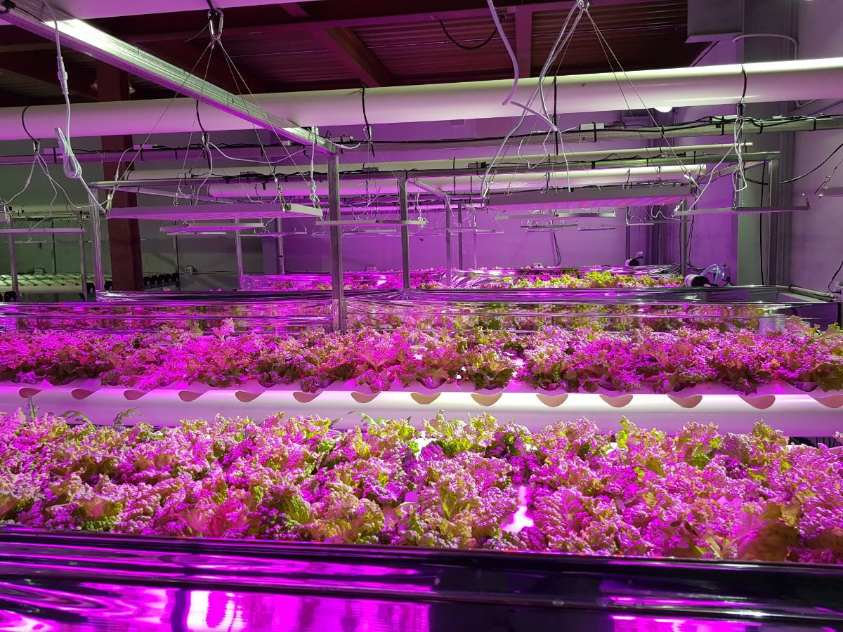 跨境led植物面板灯45w全光谱植物灯大棚补光育苗植物灯生长灯