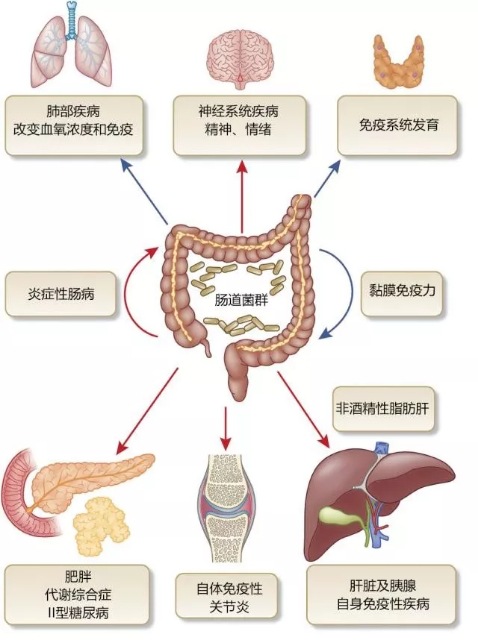 如何变成易瘦体质,肥胖,便化多端多是肠道菌群失调引起的