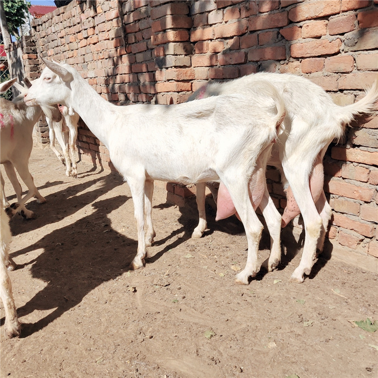 奶山羊 萨能奶山羊 奶山羊 成年产奶羊 奶山羊