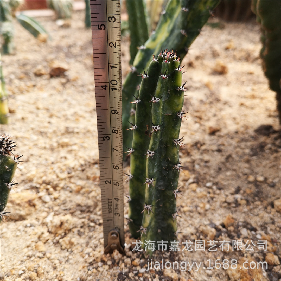 袖浦柱锦仙人柱 袖浦柱 袖蒲砧木仙人柱极上斑锦侧芽沙生植物耐旱