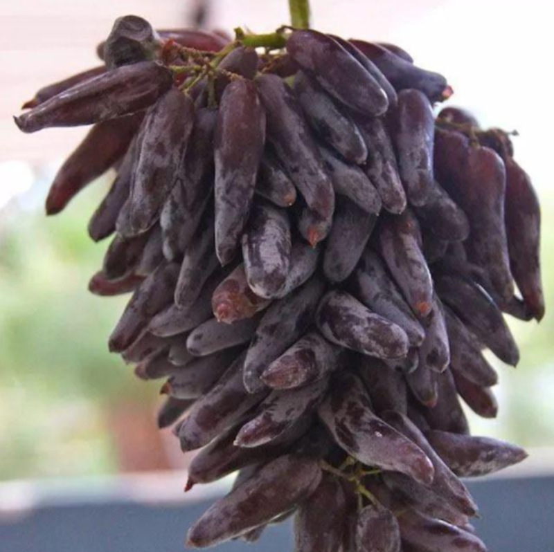 女巫指葡萄苗大苗当年结果庭院抗寒爬藤南方北方种植品种葡萄树苗