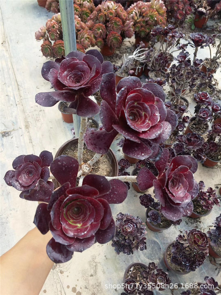 6906多肉植物基地批发法师品种 巫毒法师老桩有砍5头起裸根限量发