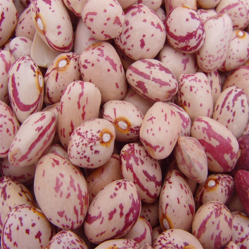 供应新疆圆芸豆,新疆奶花芸豆,新疆圆 量大从优-阿里巴巴