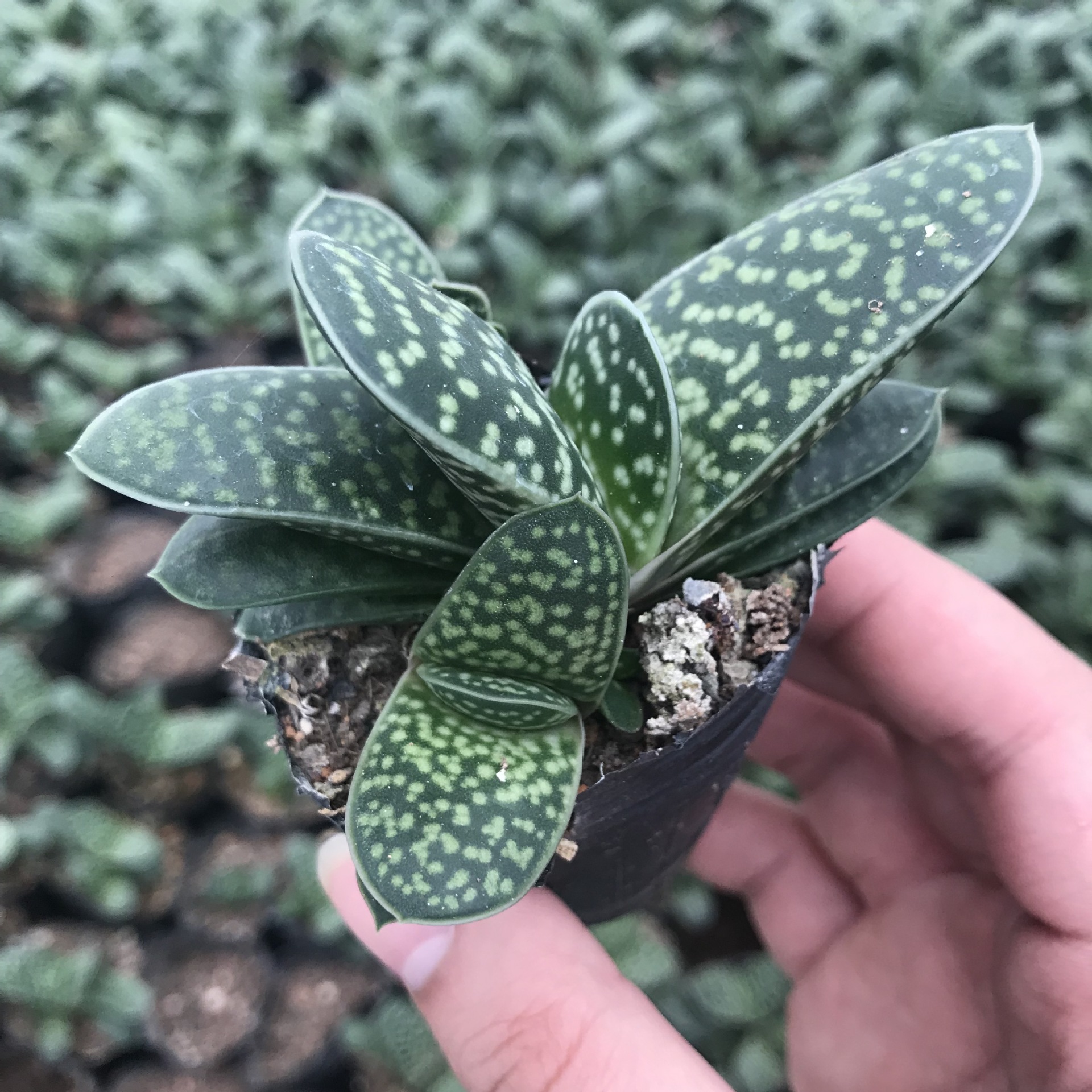 多肉植物 元宝兰/子宝 办公室内小盆景绿植 迷你盆栽 脱盆发货