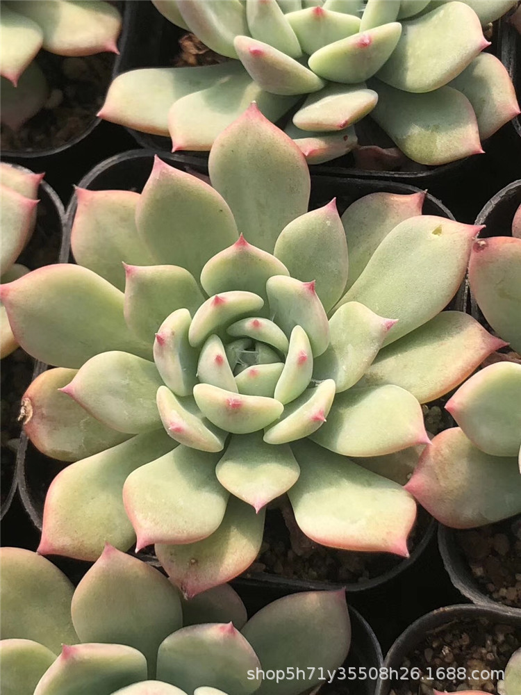 002特价当然品种植物大棚批发 ak玛利亚单头多肉品种品相实拍限量